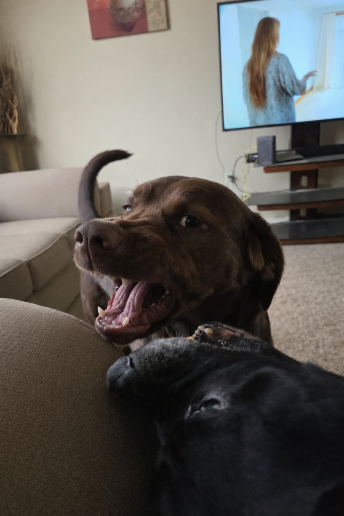 Crazy dogs! Lazy fighting!