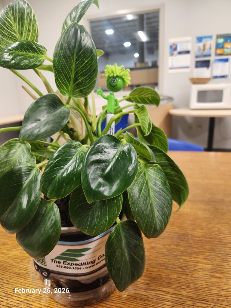 Our office plant, Queenie. Looking pretty as ever.