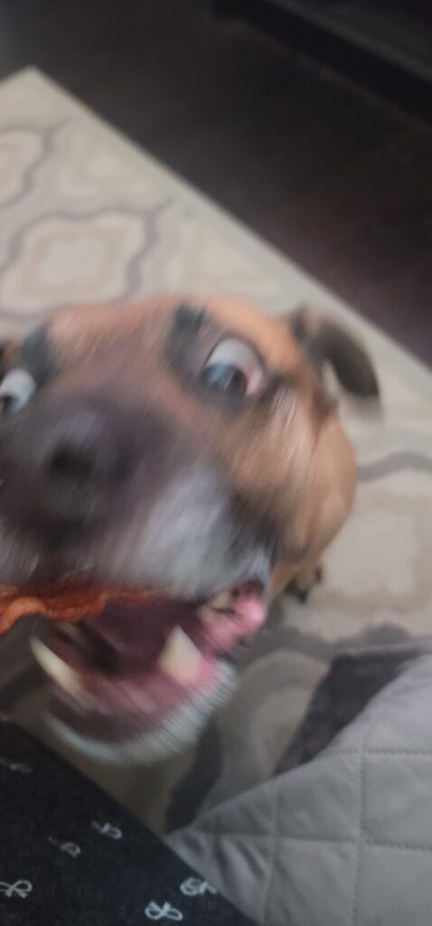 Rex having an out of body experience for bacon!